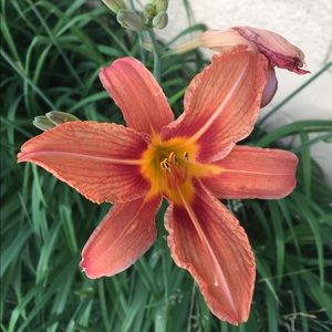 Meet your Posher, Sophie